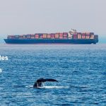 Программа Blue Whales & Blue Skies: как работает система добровольного снижения скорости судов у побережья Калифорнии